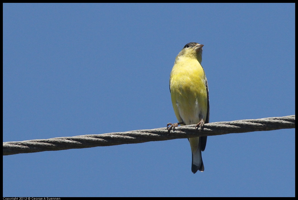 0421-110358-01.jpg - Lesser Goldfinch