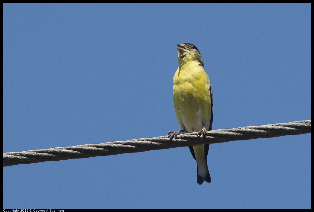 0421-110403-01.jpg - Lesser Goldfinch