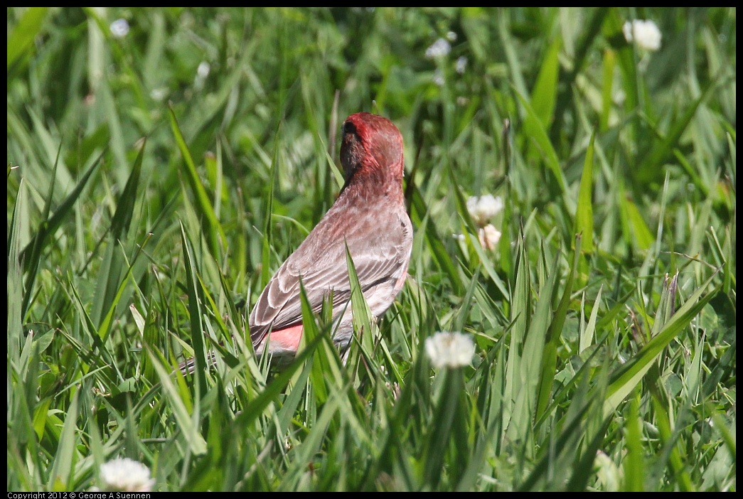 0421-110800-01.jpg - House Finch