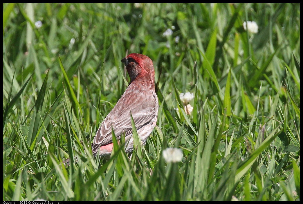 0421-110801-01.jpg - House Finch