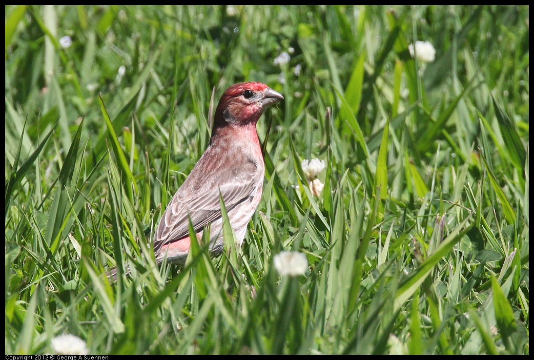 0421-110803-02.jpg - House Finch