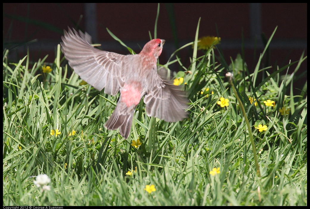 0421-110828-01.jpg - House Finch