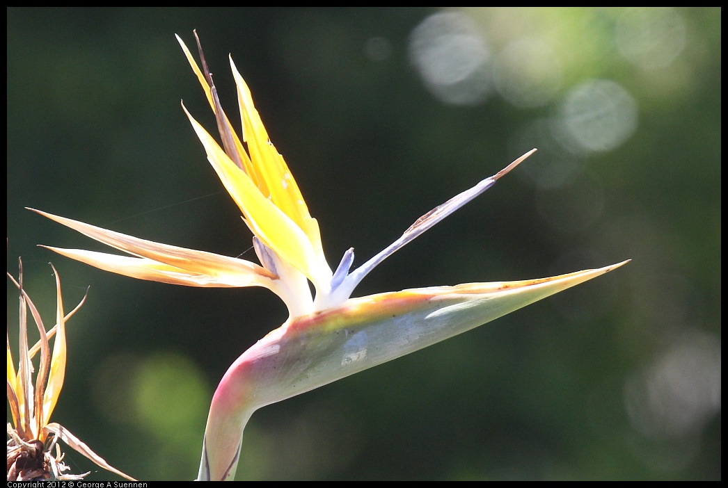 0421-111007-03.jpg - Bird of Paradise