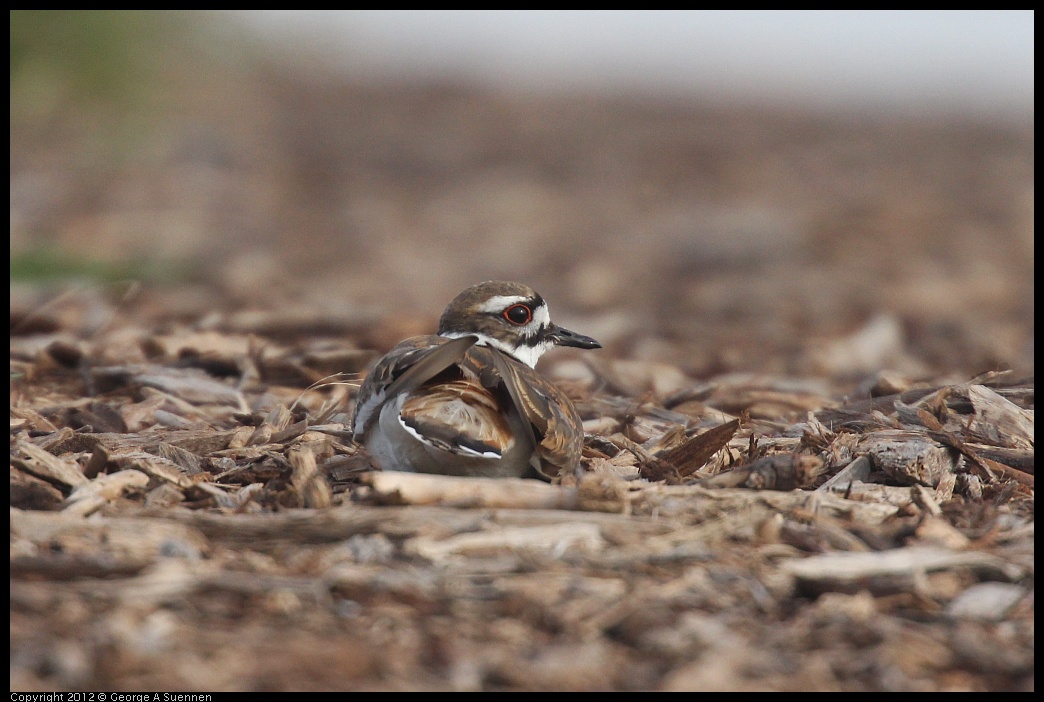 0424-071944-01.jpg - Killdeer