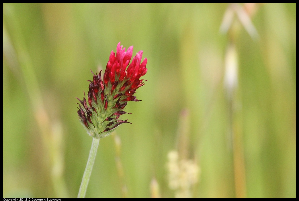 0424-072104-02.jpg - Wild flower