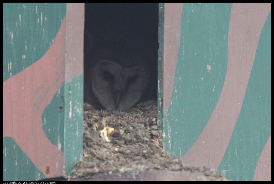 0424-072854-01.jpg - Barn Owl