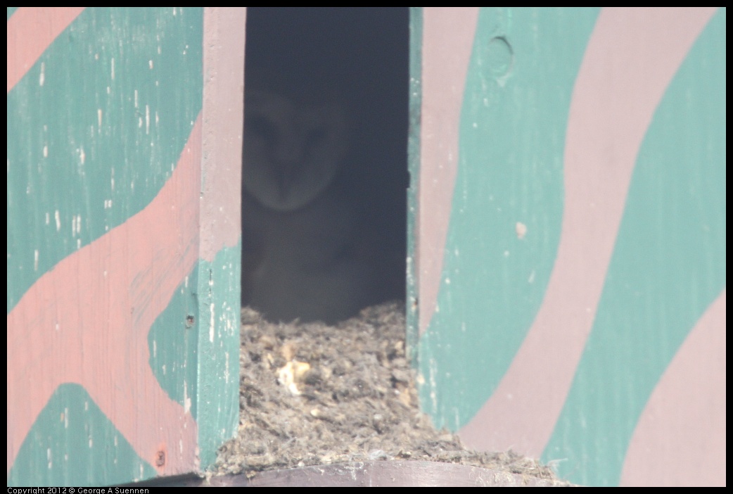 0424-073000-02.jpg - Barn Owl