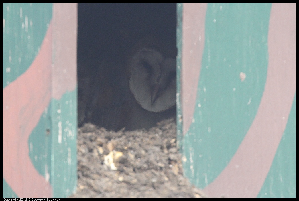 0424-073029-01.jpg - Barn Owl