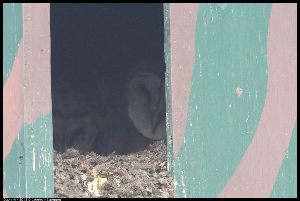 0424-073053-01.jpg - Barn Owl