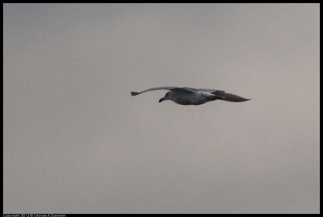 0424-073328-01.jpg - Gull