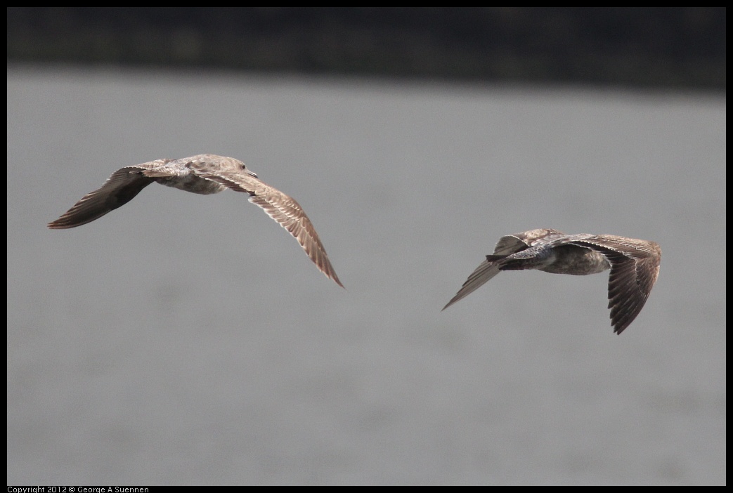 0424-073728-01.jpg - Gulls