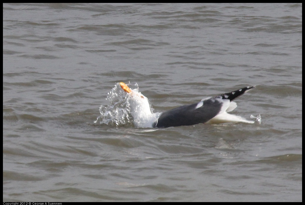 0424-074159-03.jpg - Herring Gull