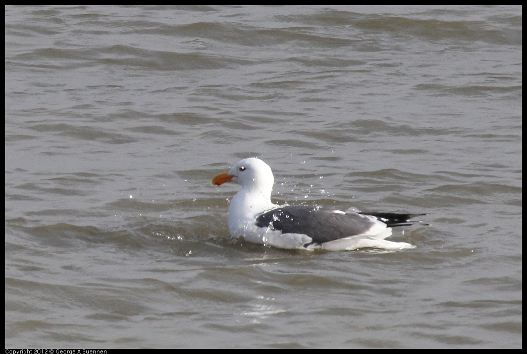 0424-074200-01.jpg - Herring Gull