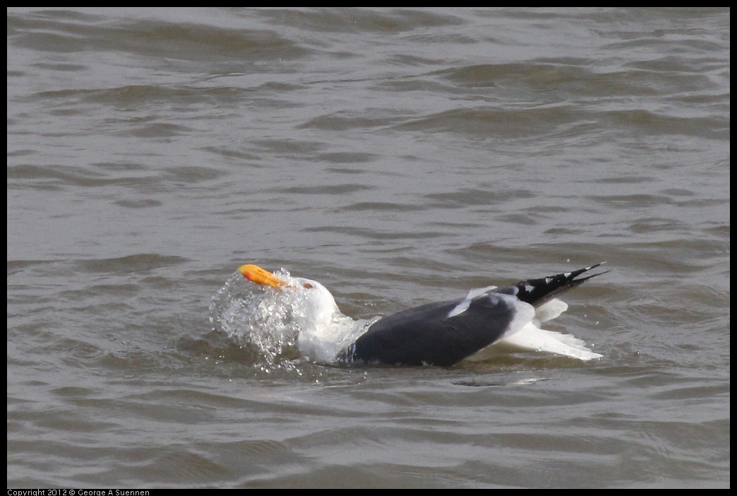 0424-074203-02.jpg - Herring Gull