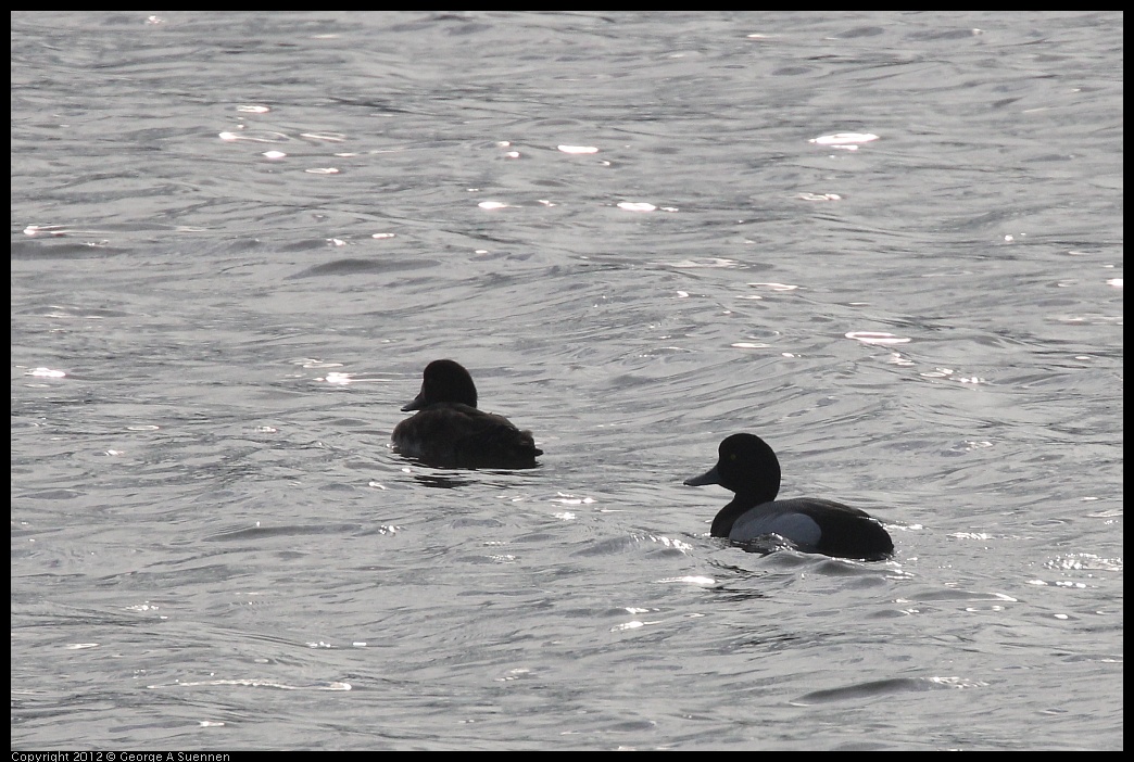 0424-074412-01.jpg - Lesser Scaup