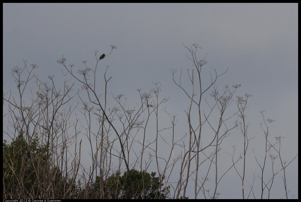 0424-074437-01.jpg - Anna's Hummingbird