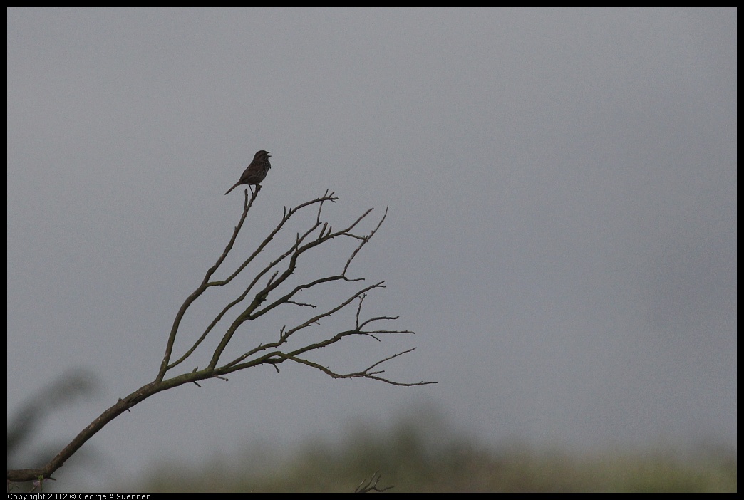 0424-074535-01.jpg - Song Sparrow