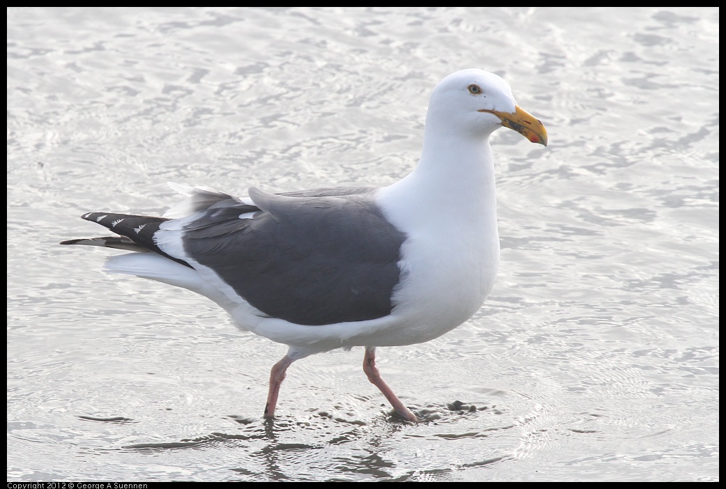 0424-074737-03.jpg - Herring Gull