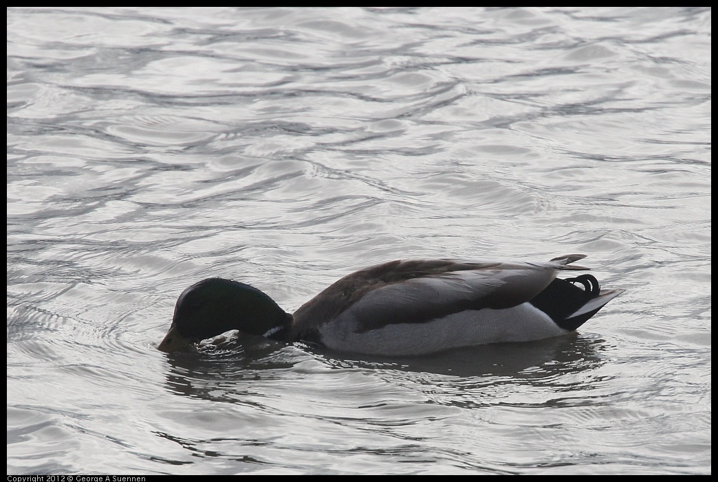 0424-074750-01.jpg - Mallard