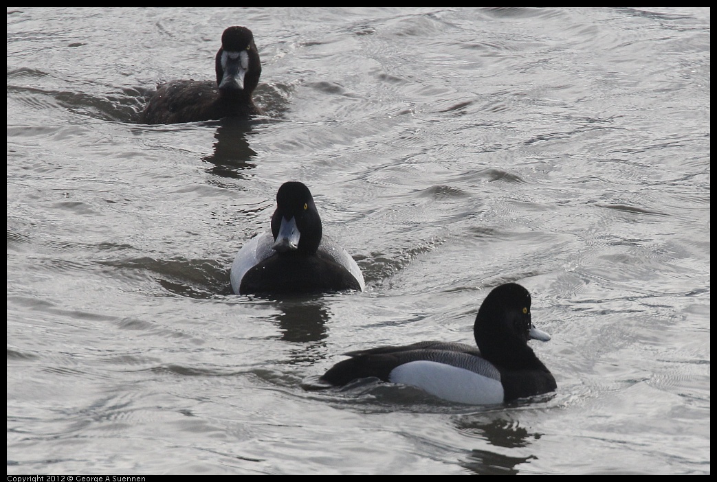 0424-074752-01.jpg - Lesser Scaup