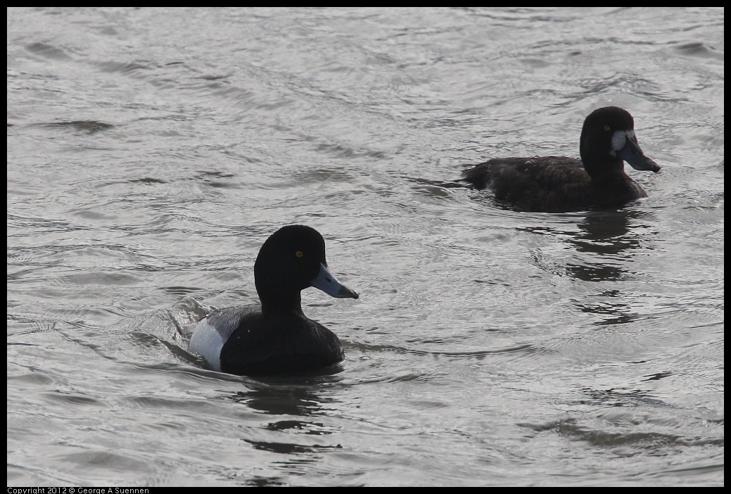 0424-074753-01.jpg - Lesser Scaup