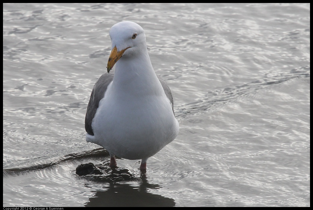 0424-074808-01.jpg - Herring Gull