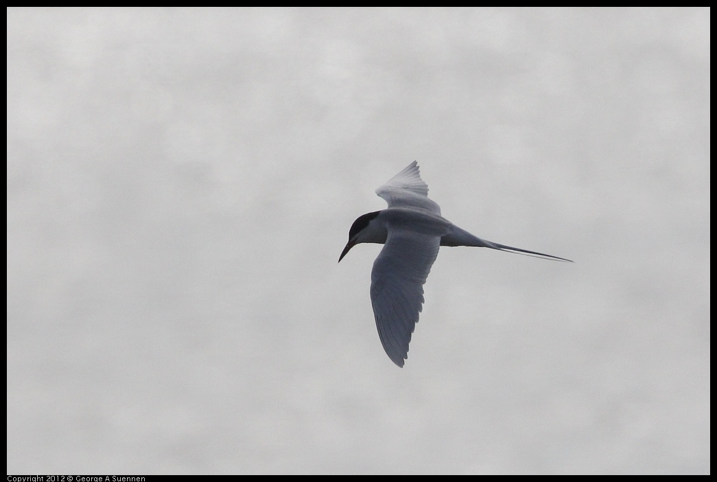 0424-074853-01.jpg - Foster's Tern