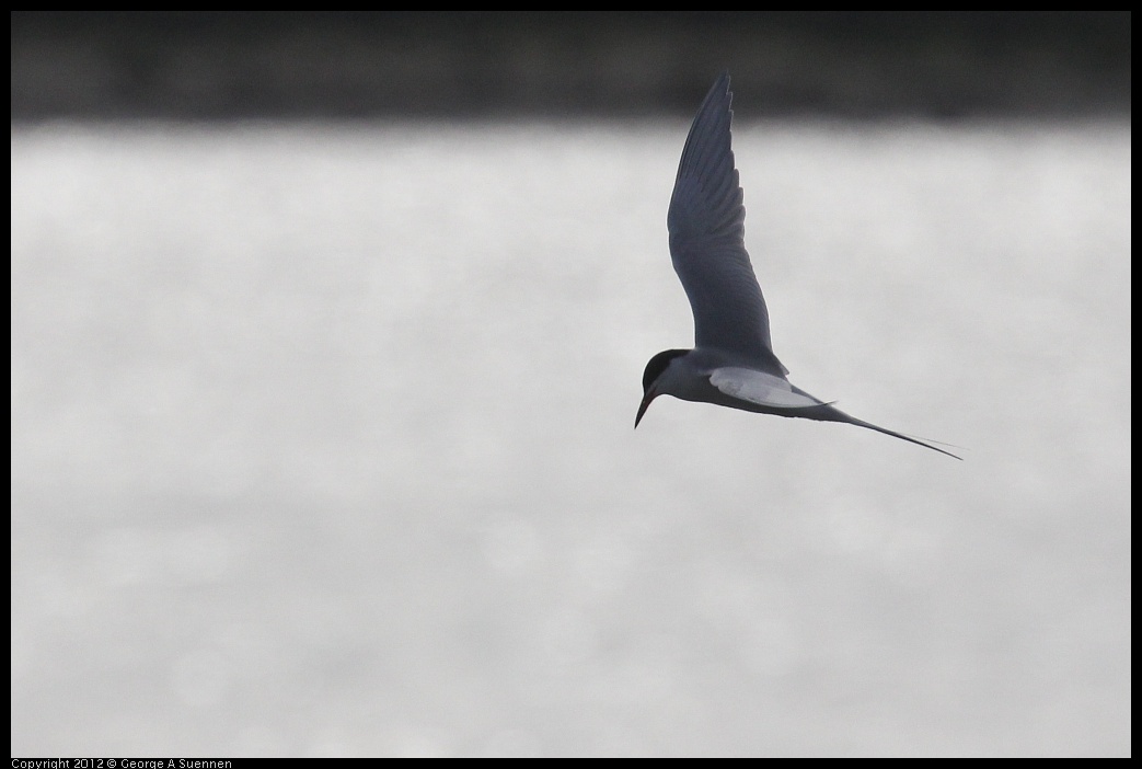 0424-074853-02.jpg - Foster's Tern