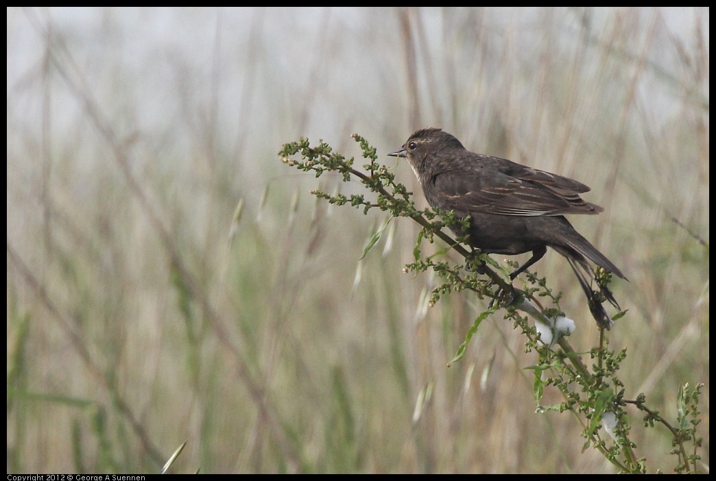 0424-075047-01.jpg - Red-winged Blackbird