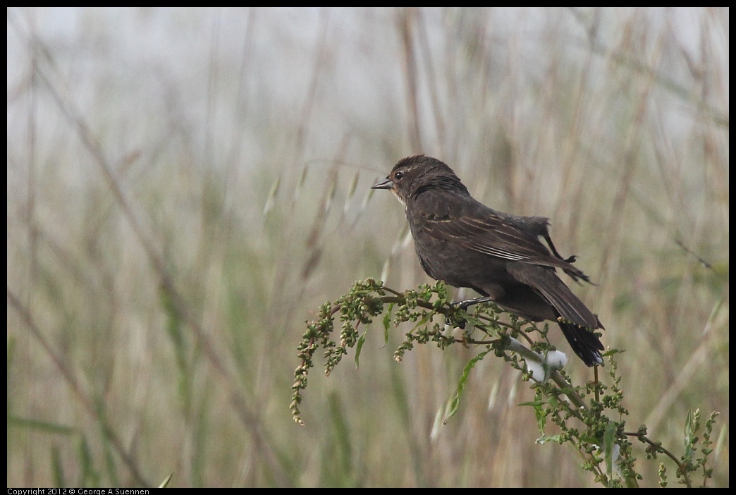 0424-075047-02.jpg - Red-winged Blackbird