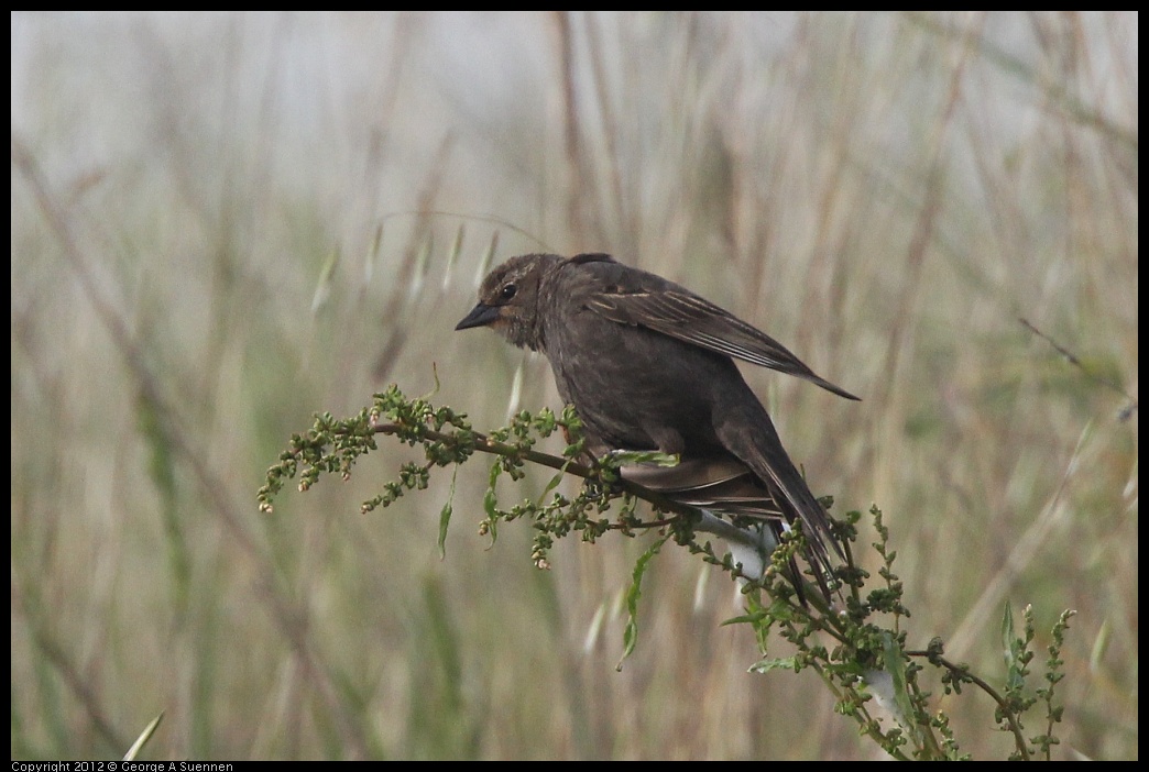 0424-075047-03.jpg - Red-winged Blackbird