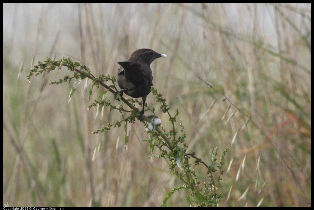 0424-075049-02.jpg - Red-winged Blackbird