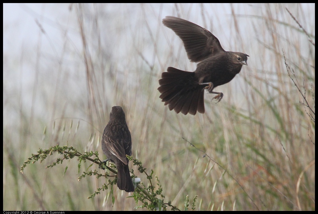 0424-075058-01.jpg - Red-winged Blackbird