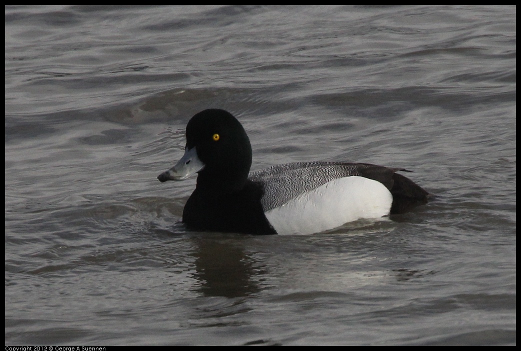 0424-075136-01.jpg - Lesser Scaup