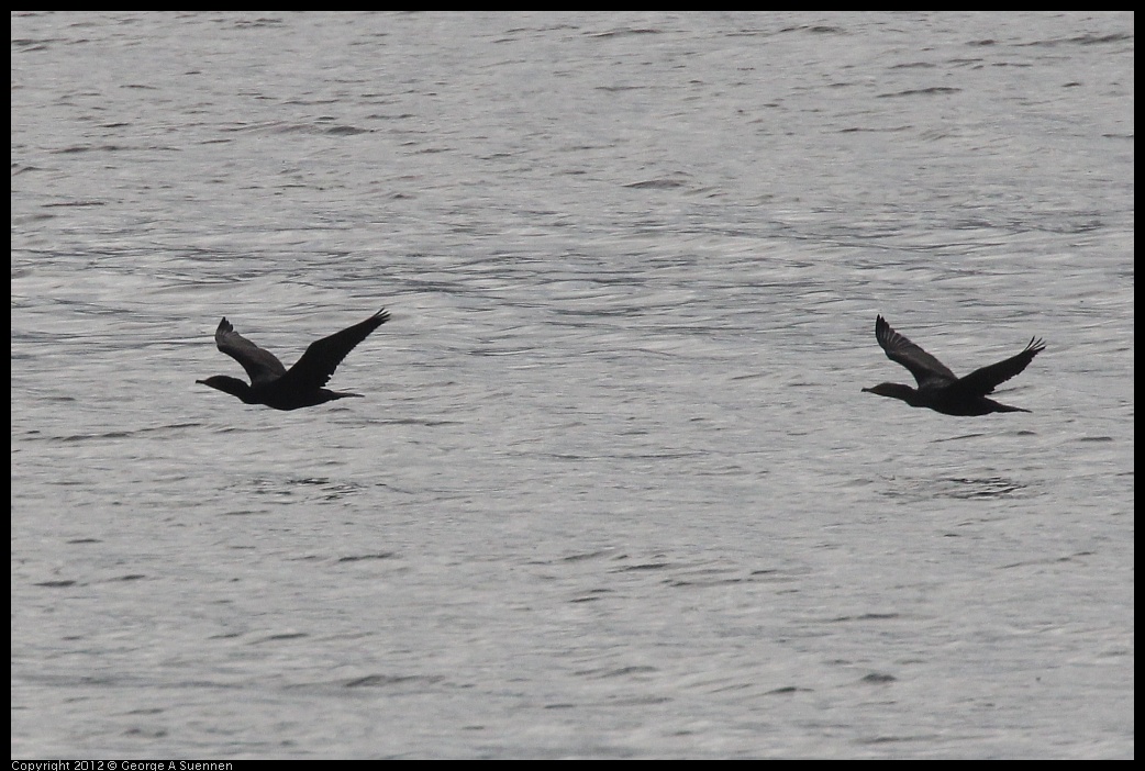 0424-075230-01.jpg - Double-crested Cormorant