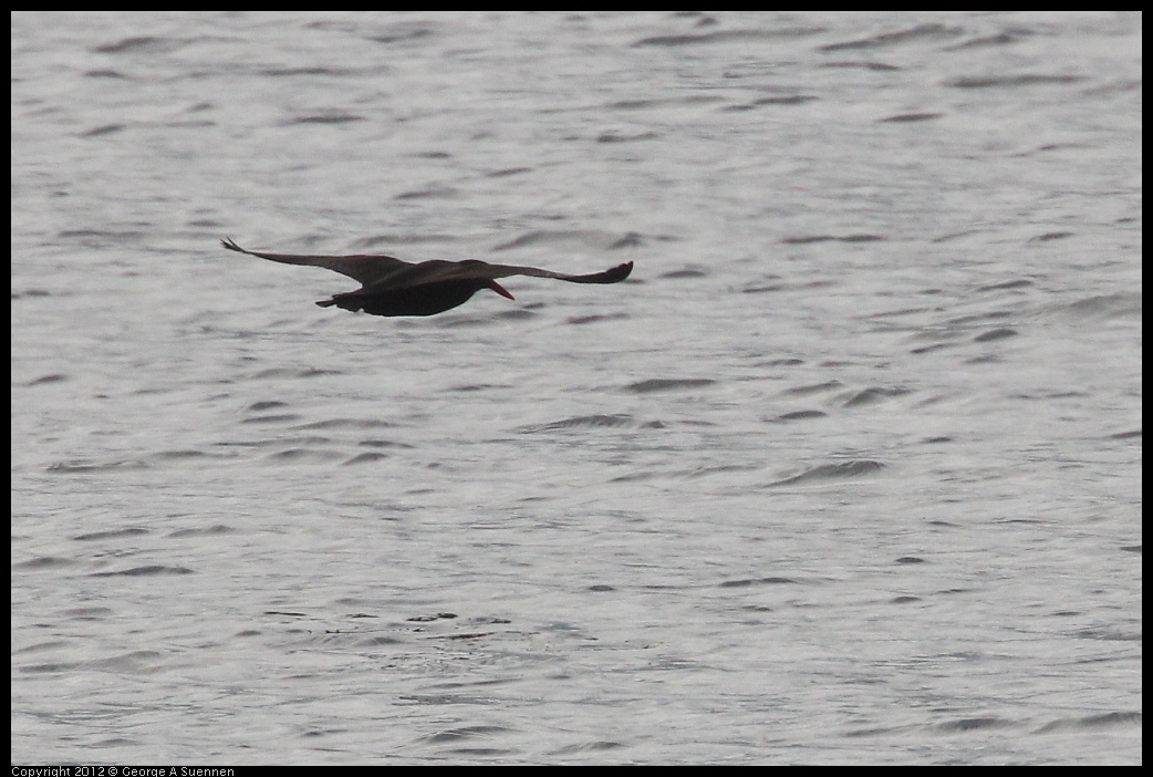 0424-075247-01.jpg - Black Oystercatcher