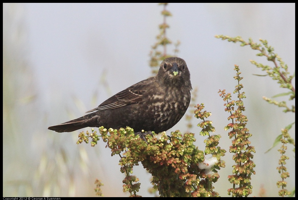 0424-075405-01.jpg - Red-winged Blackbird