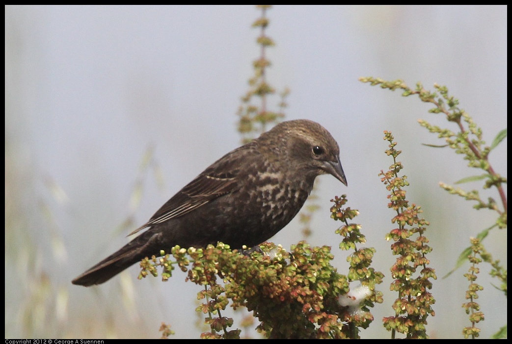 0424-075406-02.jpg - Red-winged Blackbird