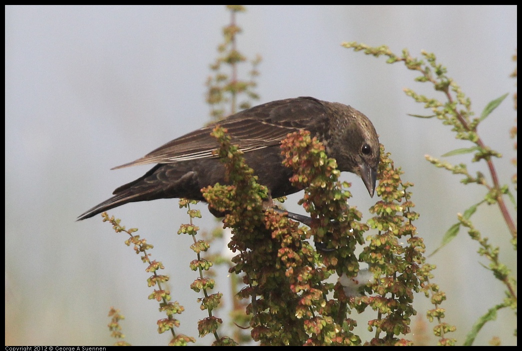 0424-075407-01.jpg - Red-winged Blackbird