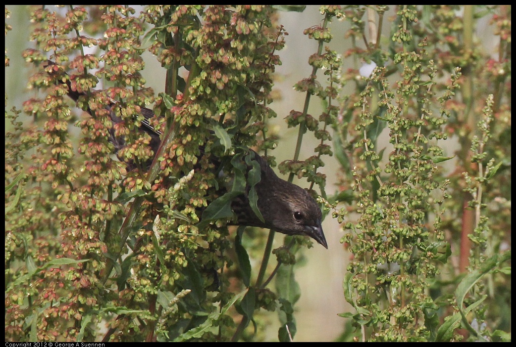 0424-075426-01.jpg - Red-winged Blackbird