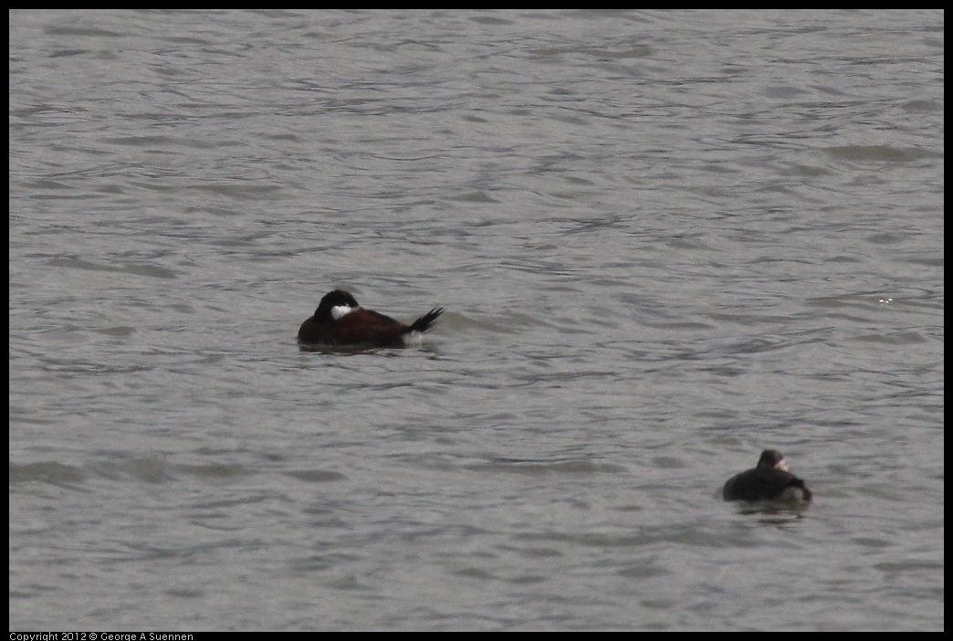 0424-075533-01.jpg - Ruddy Duck