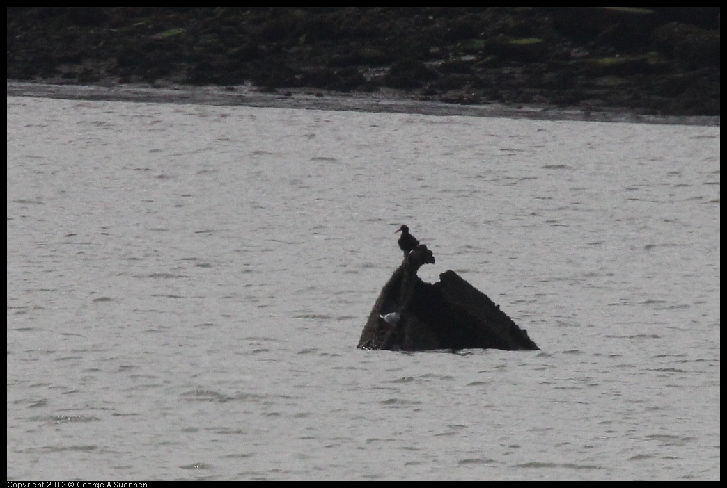 0424-075617-01.jpg - Black Oystercatcher