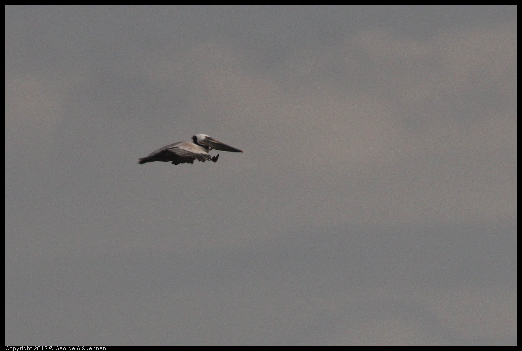 0424-075728-02.jpg - Brown Pelican