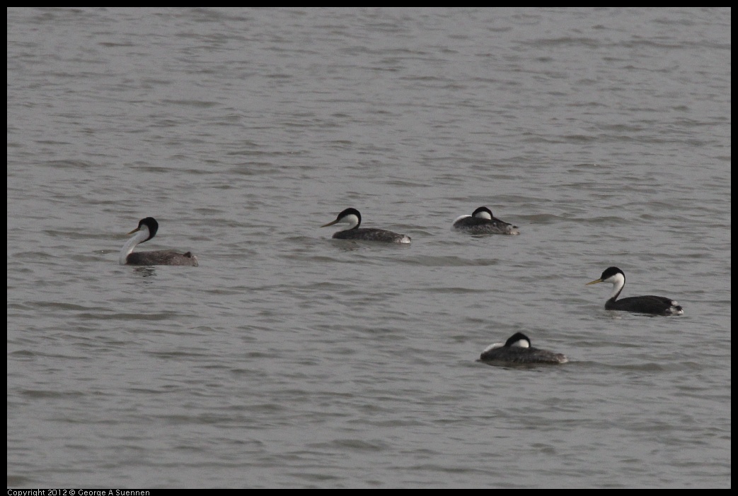 0424-075854-02.jpg - Western Grebe