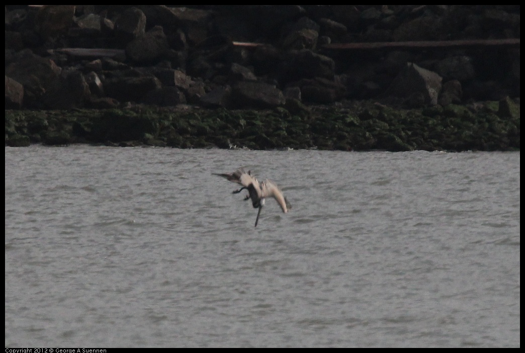 0424-075913-01.jpg - Brown Pelican