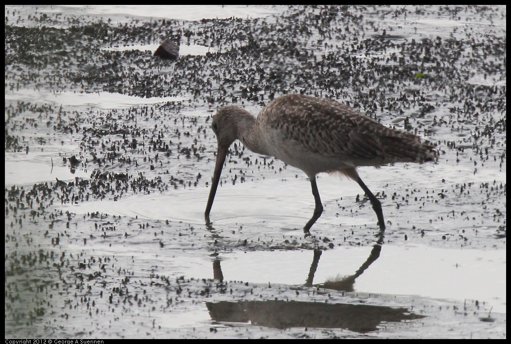 0424-080130-03.jpg - Marbled Godwit