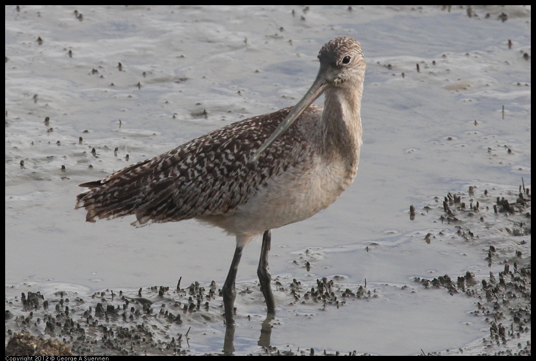 0424-080228-02.jpg - Marbled Godwit