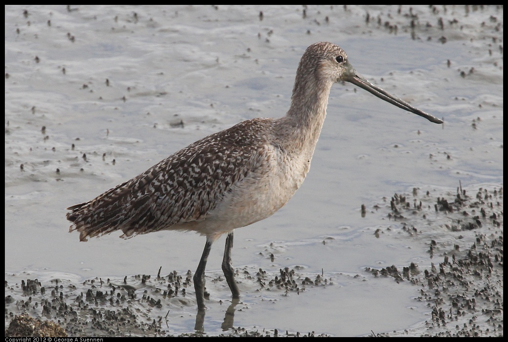 0424-080231-01.jpg - Marbled Godwit