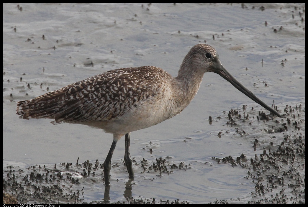 0424-080236-01.jpg - Marbled Godwit