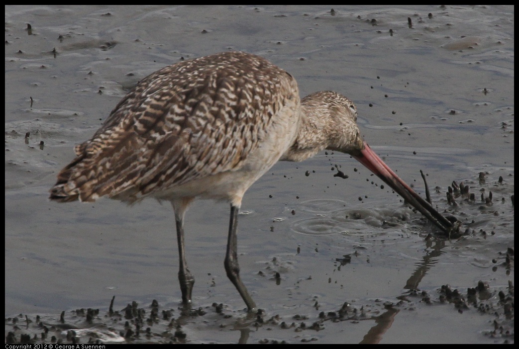 0424-080249-03.jpg - Marbled Godwit